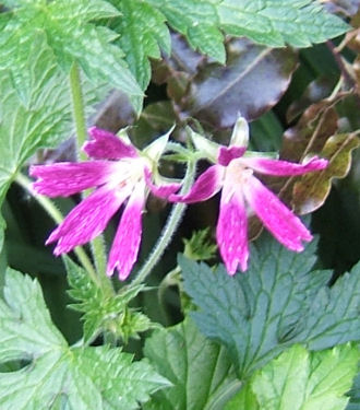 geranium oxonianum 'thurstonianum'.jpg - 46101 Bytes